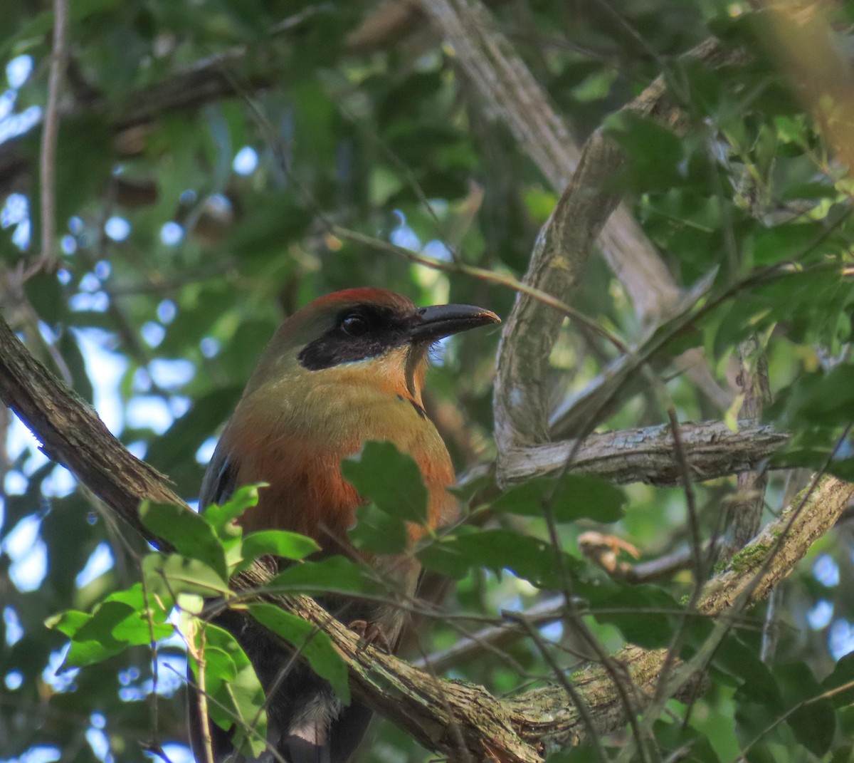 Rufous-capped Motmot - Fernando Pocho Cabral / Birding Iguazu
