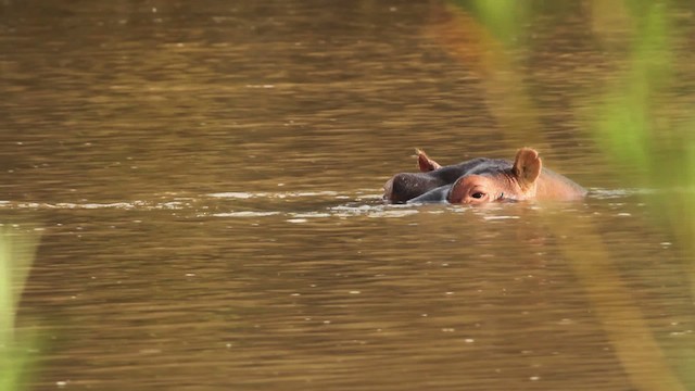 Common Hippopotamus - ML477278