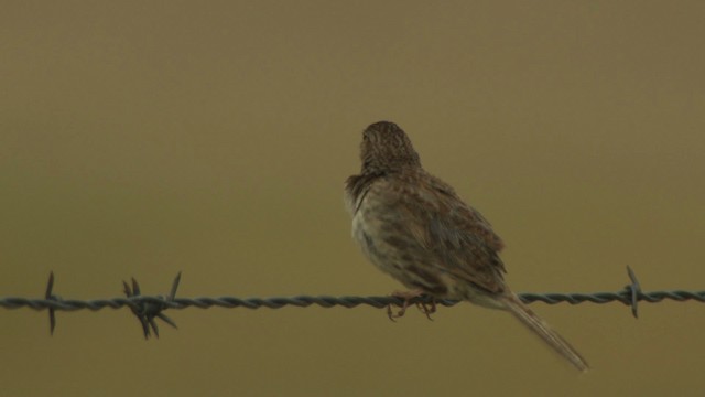 Cassin's Sparrow - ML477279