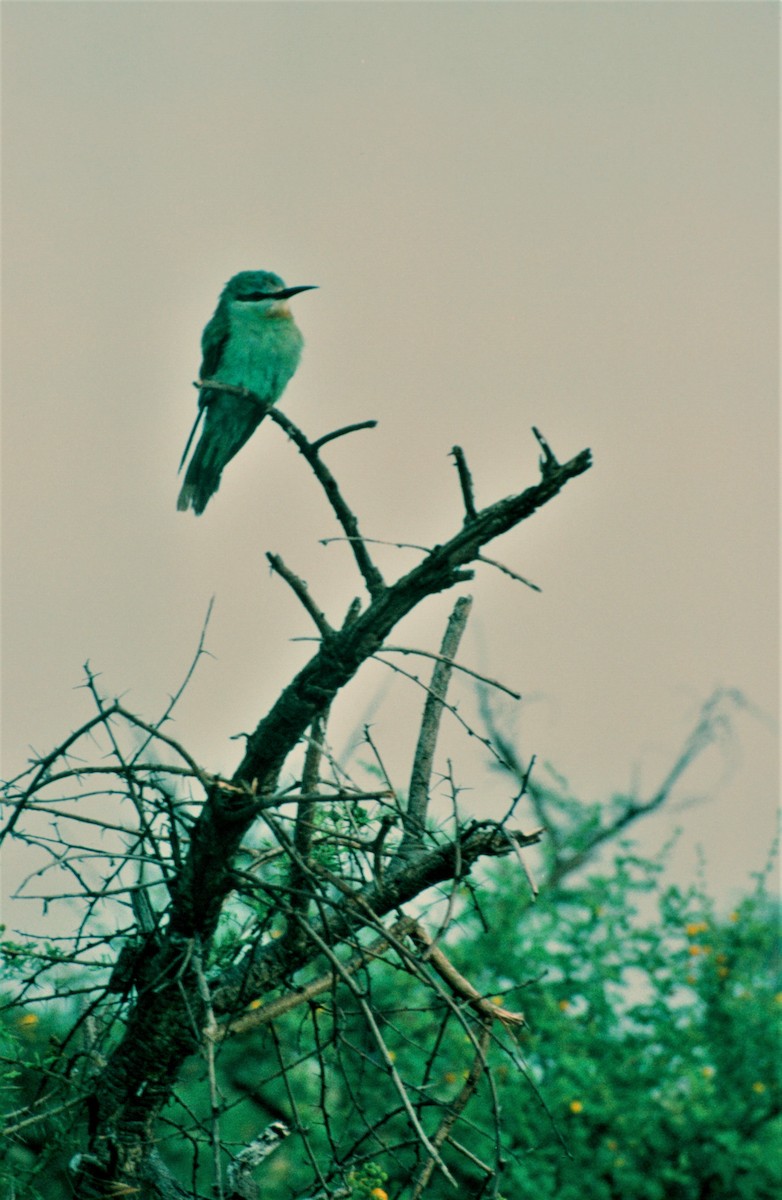 Blue-cheeked Bee-eater - ML477279091
