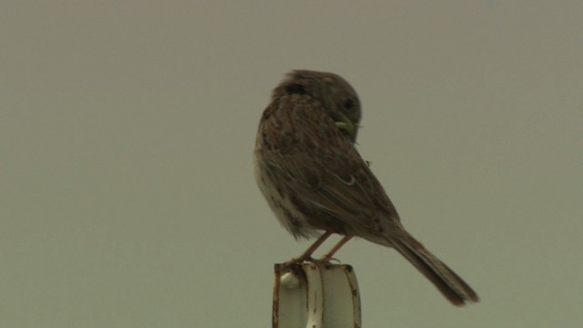 Cassin's Sparrow - ML477281