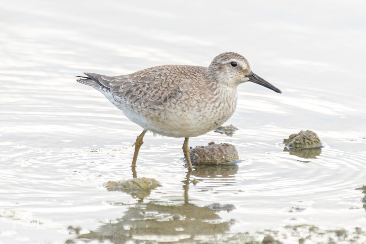 Red Knot - ML477282821