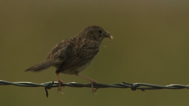 Cassin's Sparrow - ML477283