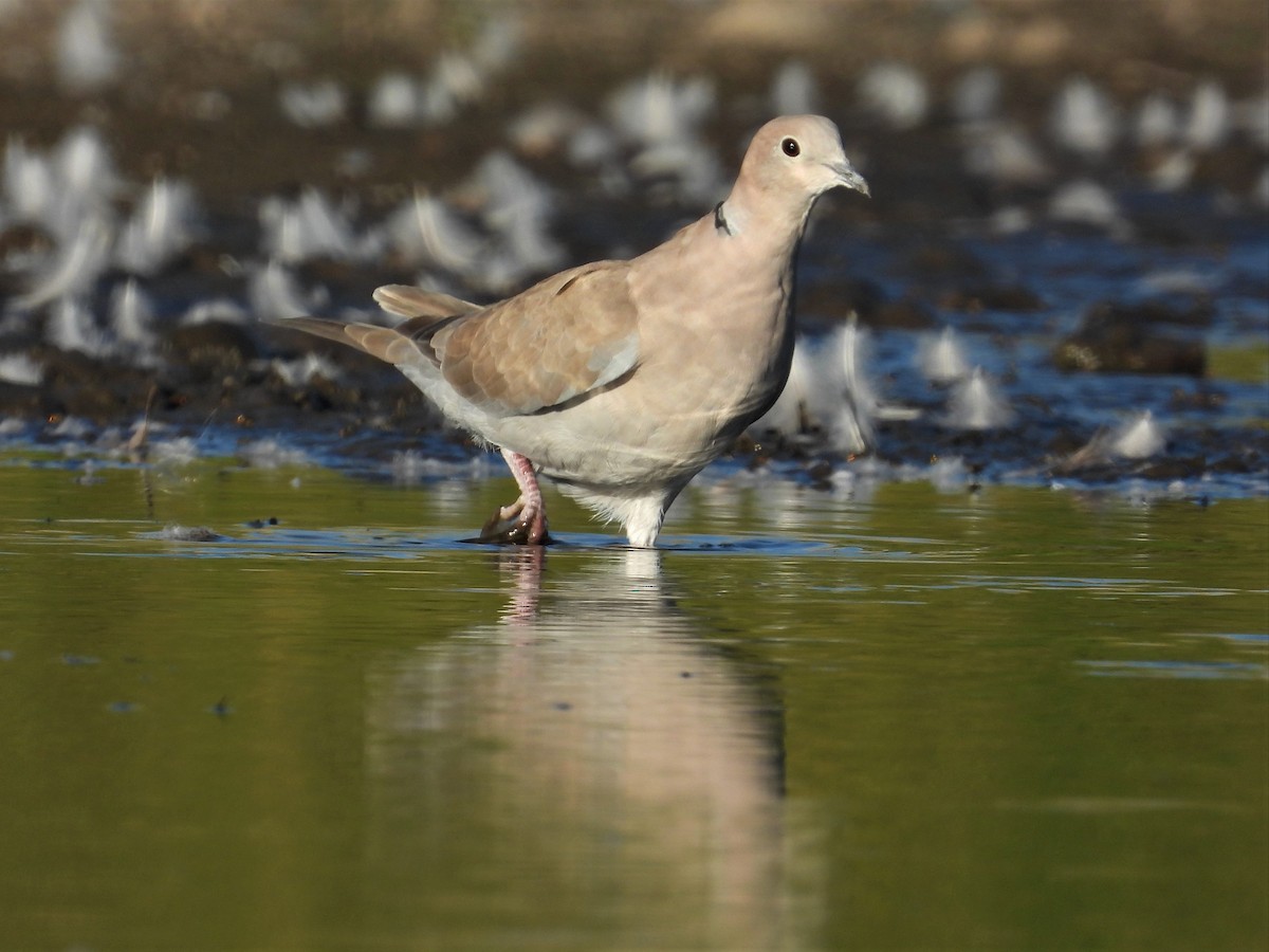 Eurasian Collared-Dove - ML477283221