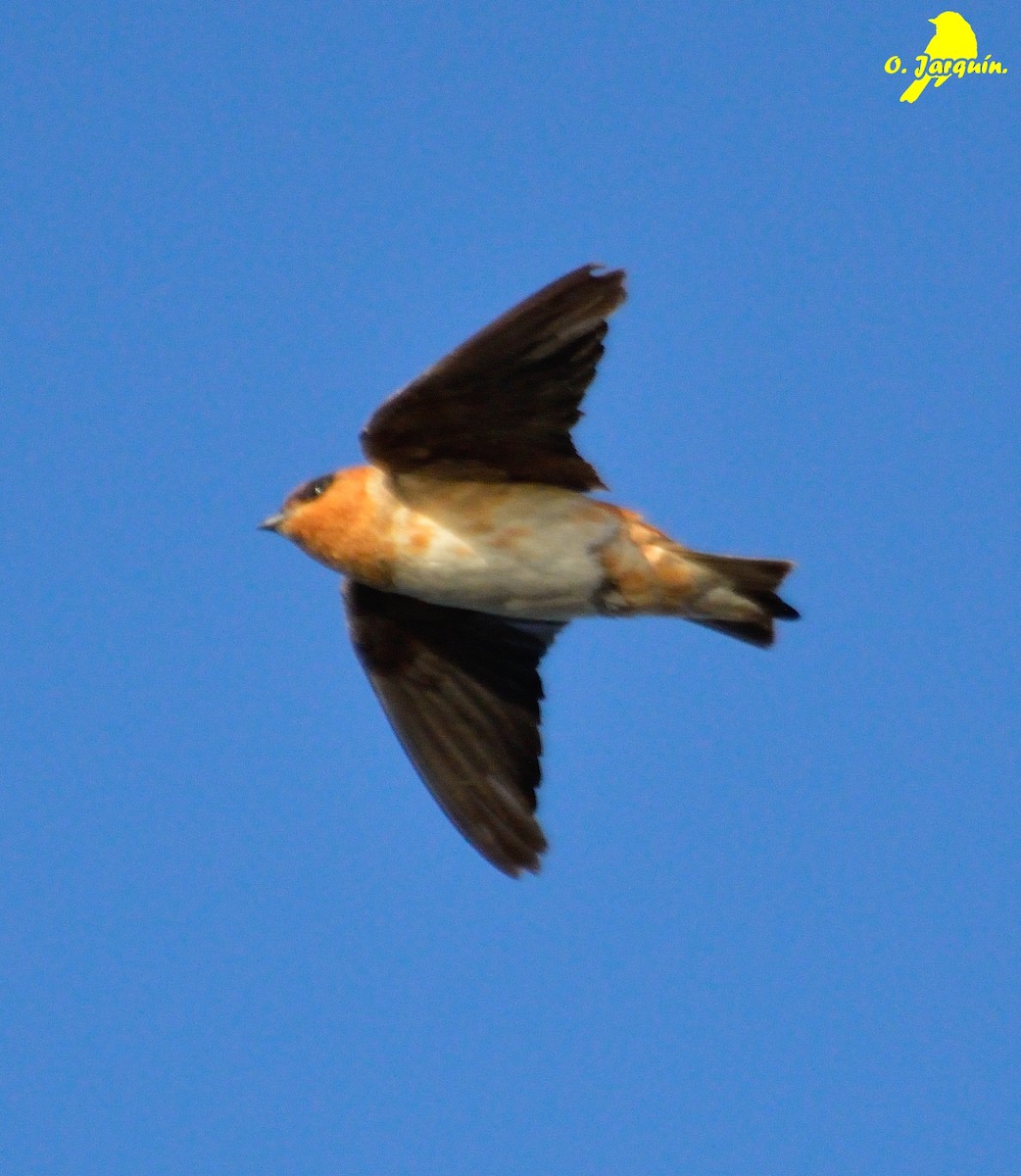Cave Swallow - ML47728401