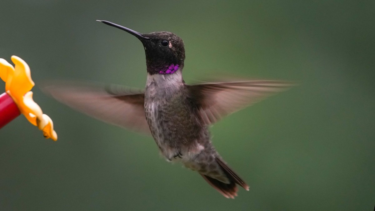 Black-chinned Hummingbird - Brent Barnes