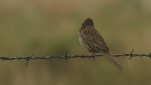 Cassin's Sparrow - ML477285