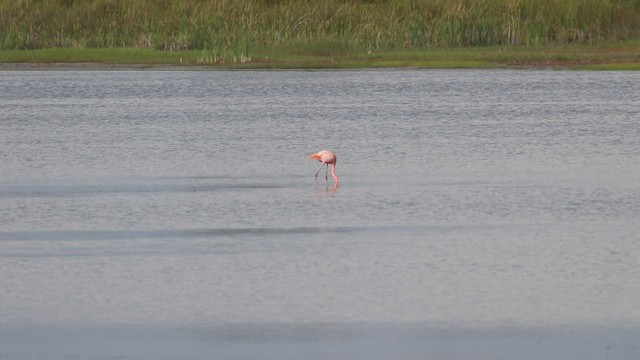 Amerika Flamingosu - ML477286271