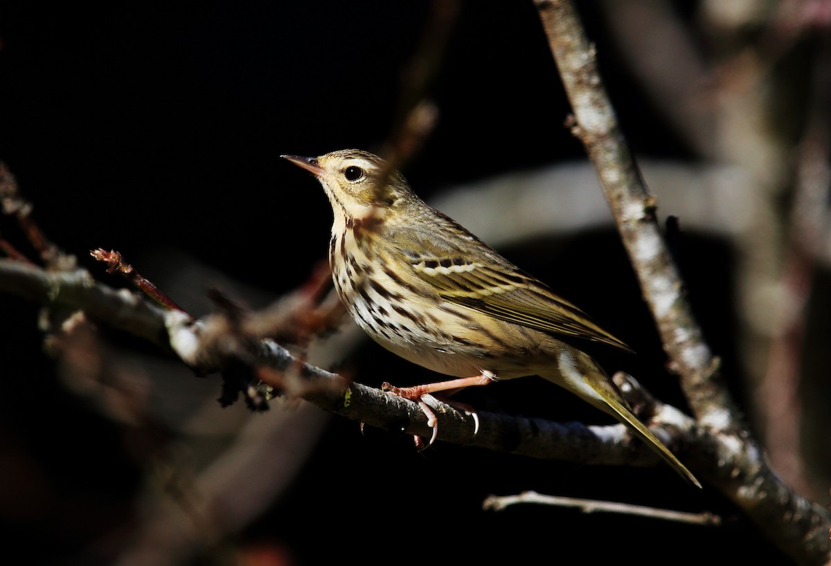 Olive-backed Pipit - ML477286871