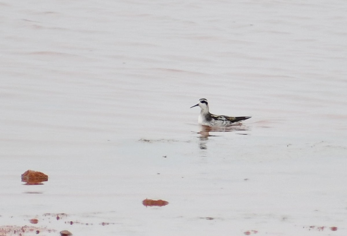 Red-necked Phalarope - Deanne Hardy