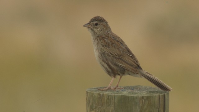 Cassin's Sparrow - ML477288