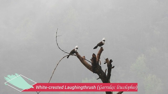 White-crested Laughingthrush - ML477288071