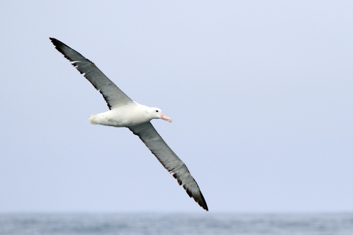 Northern Royal Albatross - Knut Hansen