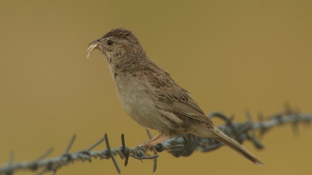 Cassin's Sparrow - ML477292