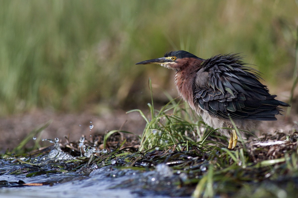 ML477294451 Green Heron Macaulay Library