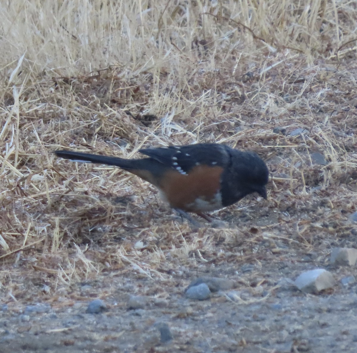 Spotted Towhee - ML477297281