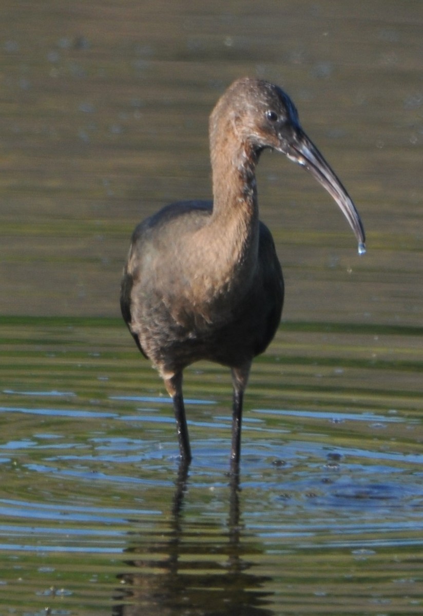 eBird Checklist 21 Aug 2022 Kramper Lake 18 species (+1 other taxa)