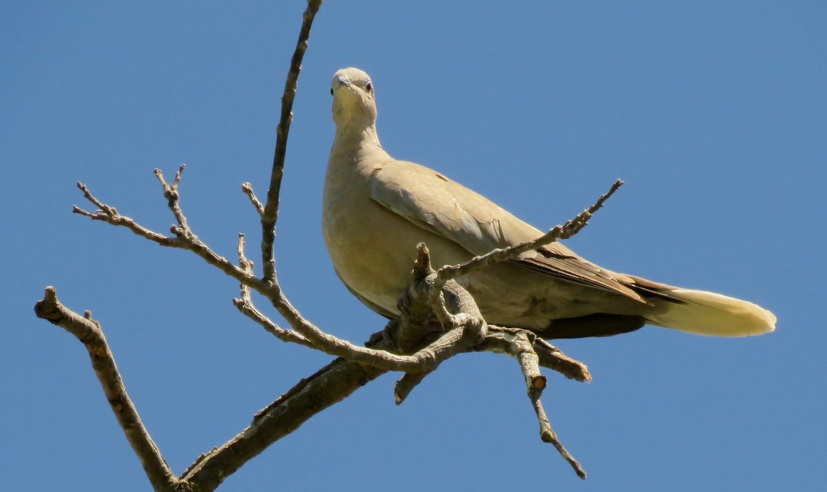 Eurasian Collared-Dove - ML477304201