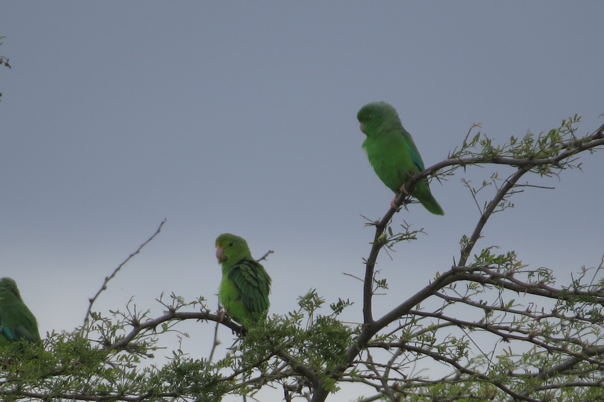 Yeşil Sokumlu Serçe Papağanı - ML47730431
