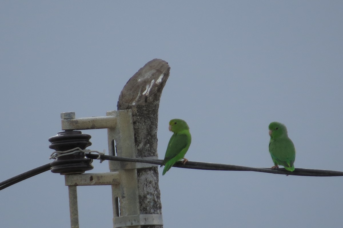 Yeşil Sokumlu Serçe Papağanı - ML47730441