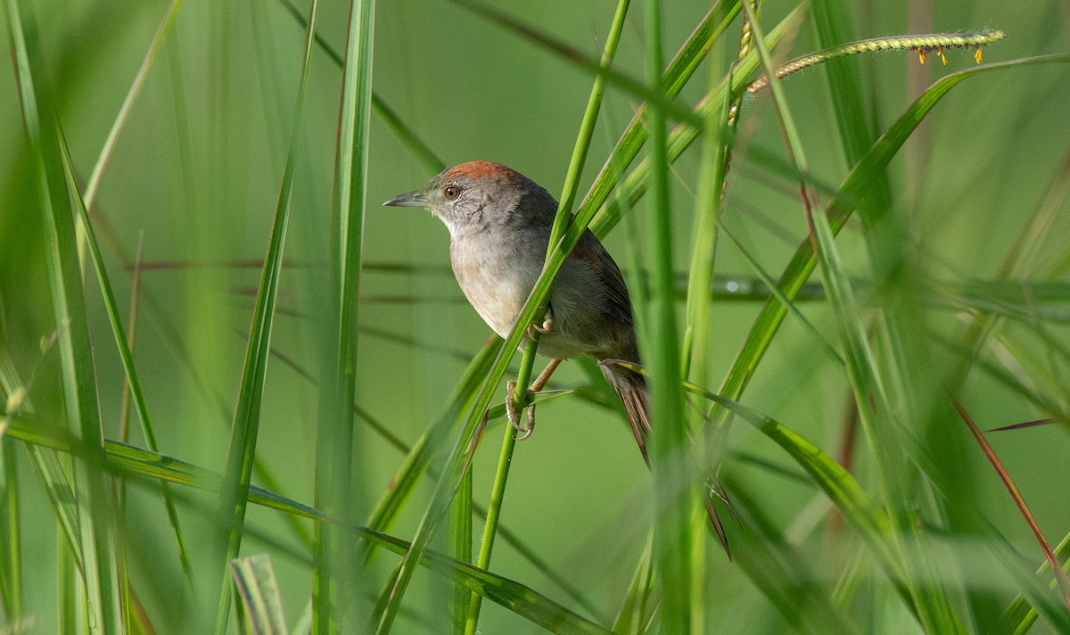 Pale-breasted Spinetail - ML477306841