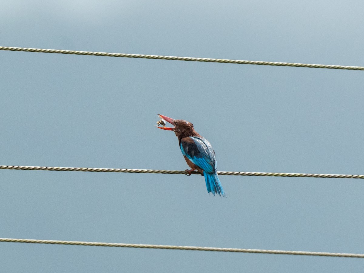 White-throated Kingfisher - Sujit Nair