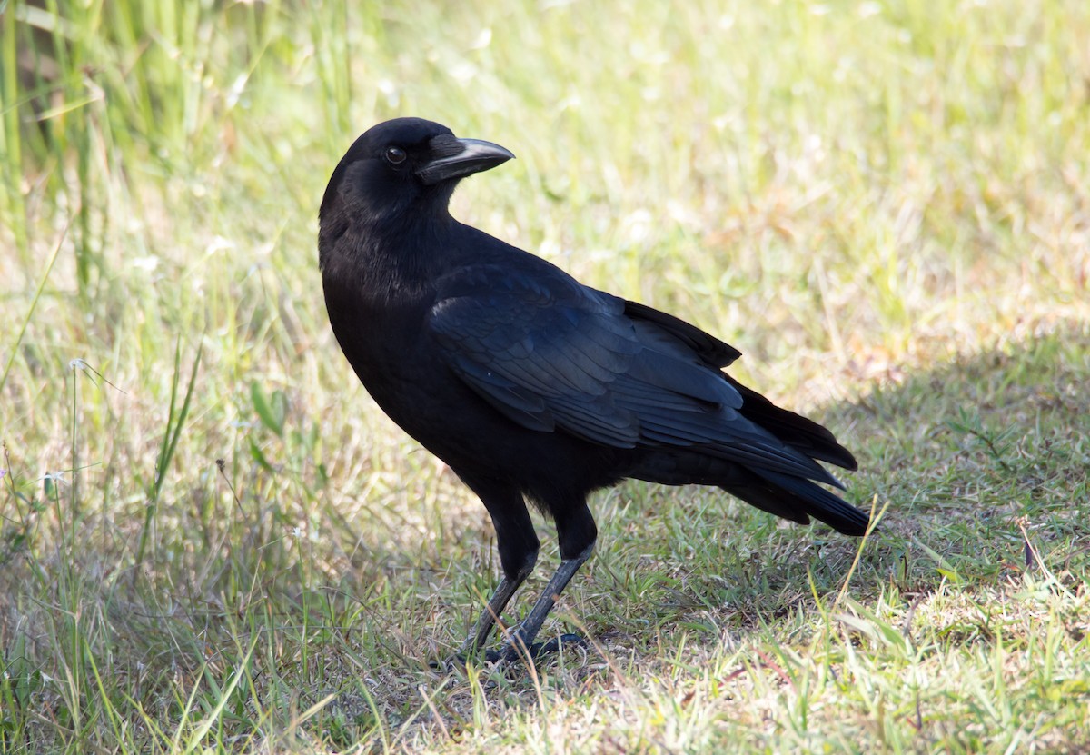 American Crow - ML47730781
