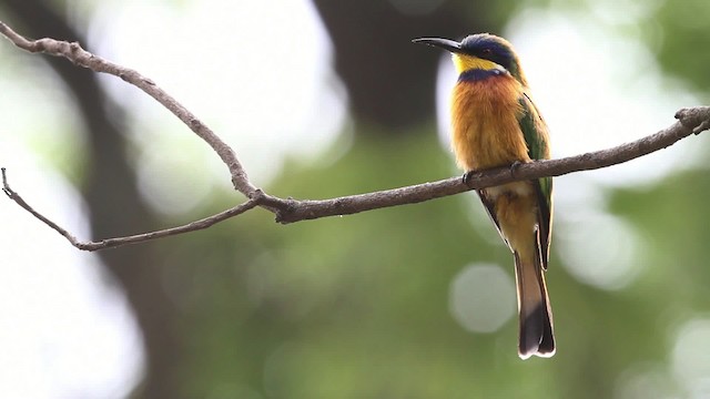 Ethiopian Bee-eater - ML477309
