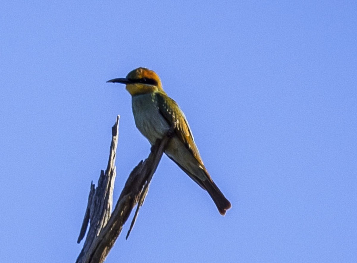 Rainbow Bee-eater - ML477309571