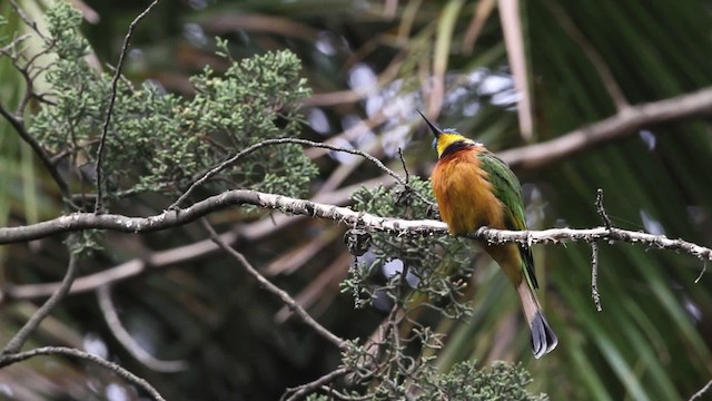 Ethiopian Bee-eater - ML477310