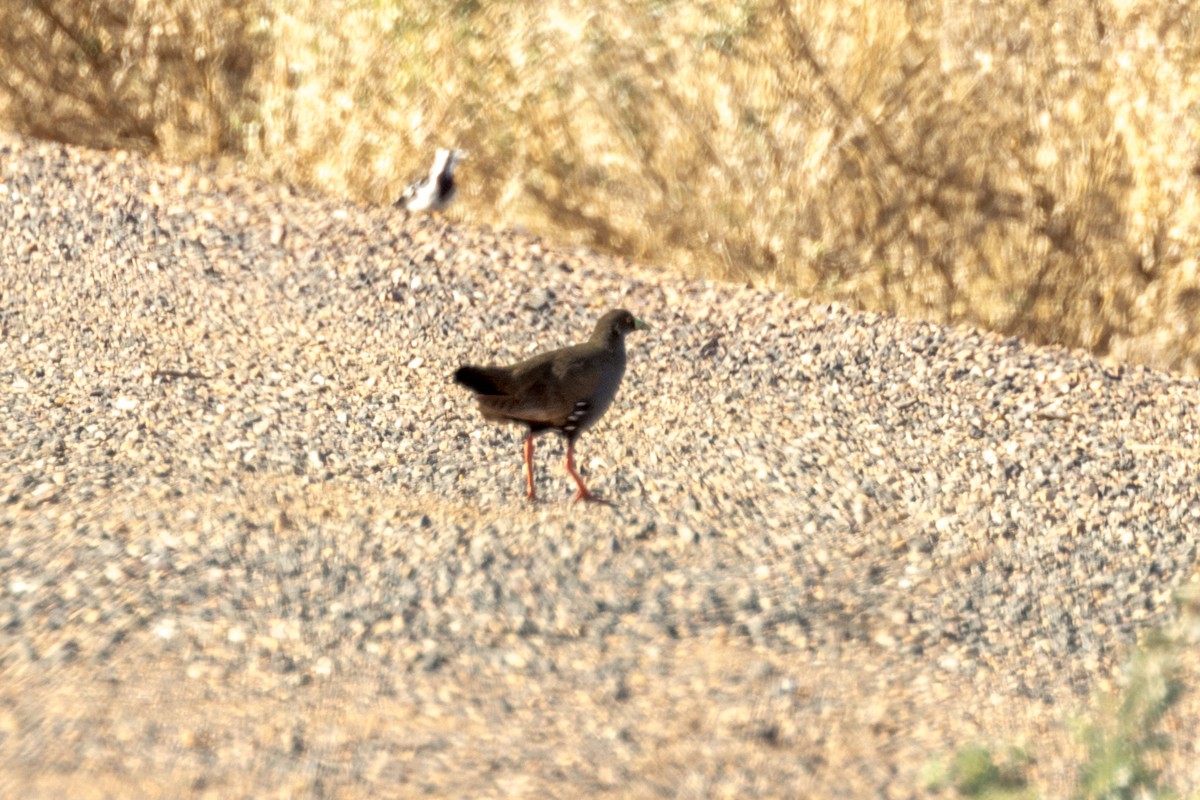 Black-tailed Nativehen - ML477311921