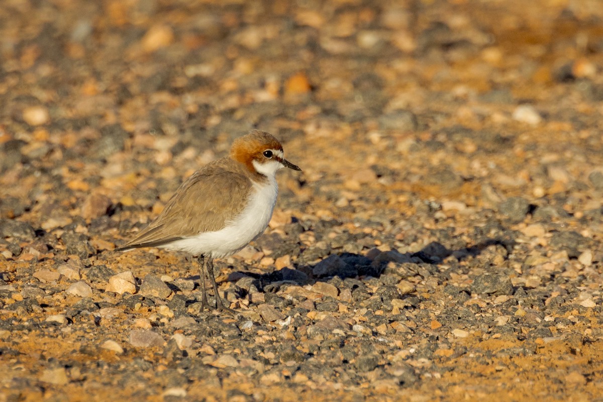 Red-capped Plover - ML477312151