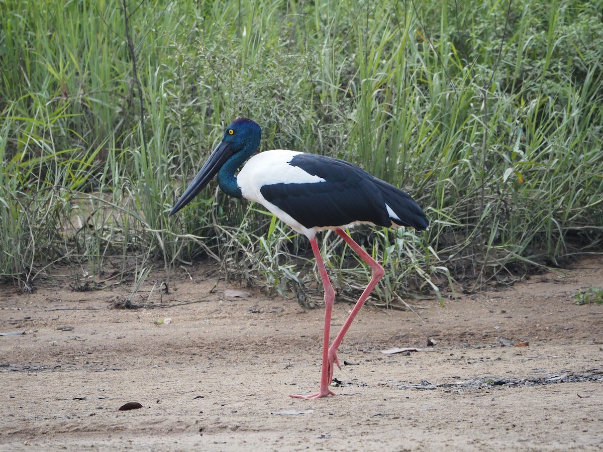 Black-necked Stork - ML477312611
