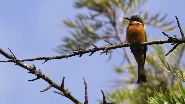 Ethiopian Bee-eater - ML477313