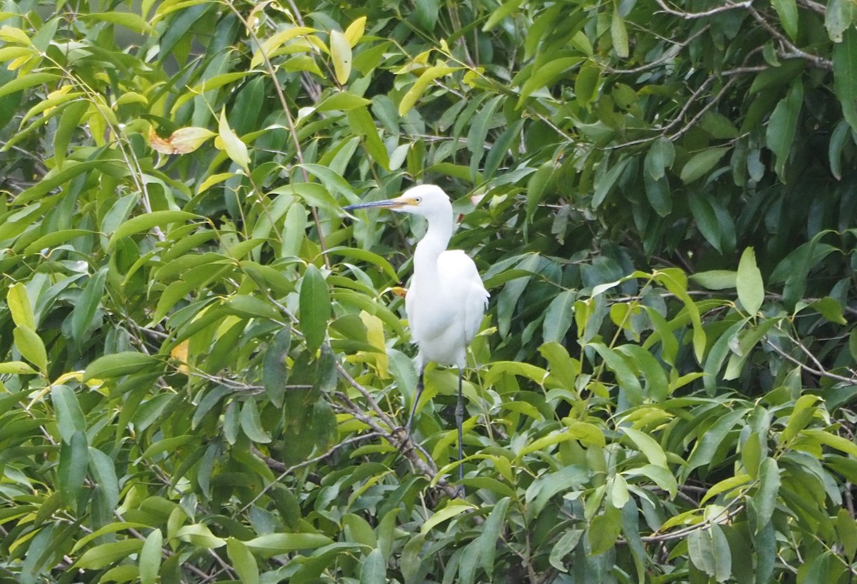 Little Egret (Australasian) - ML477314171