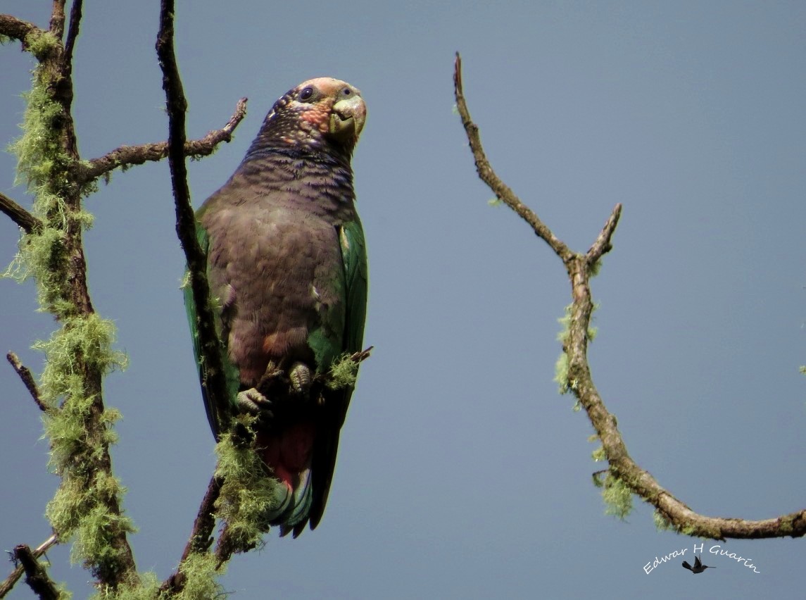 Speckle-faced Parrot - ML47731651