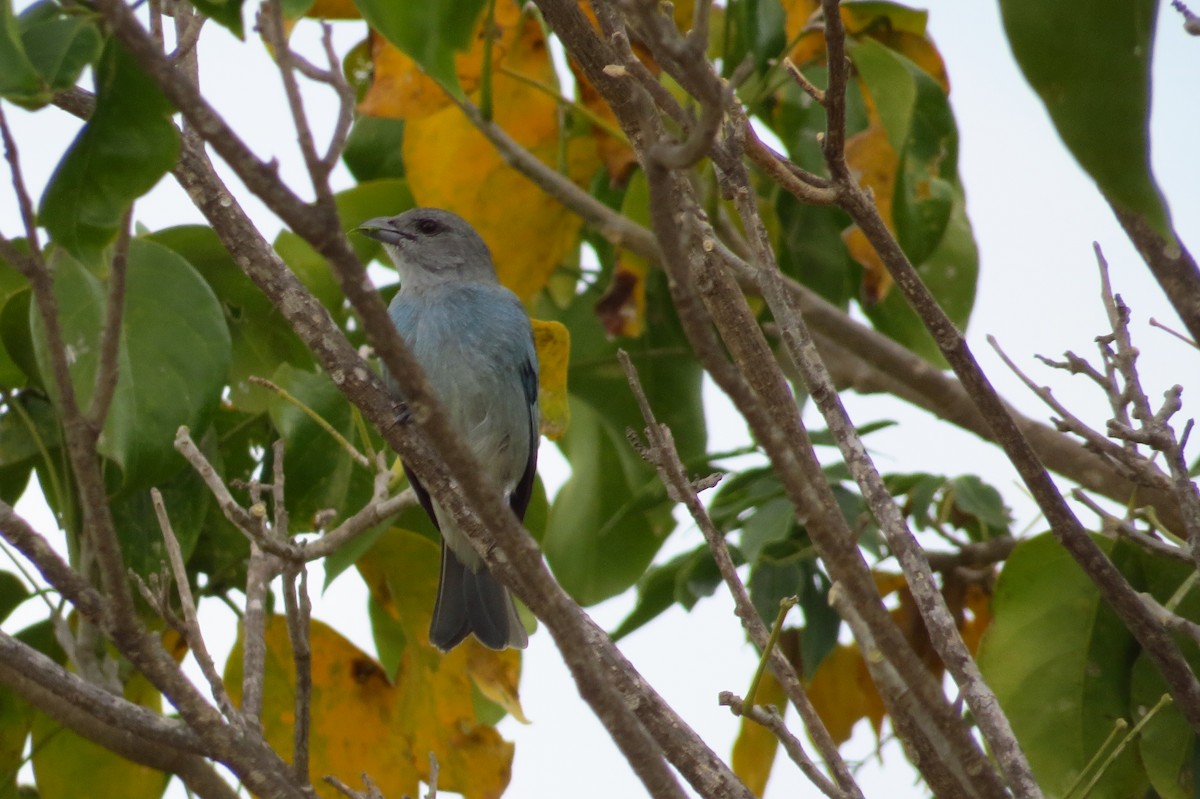 Glaucous Tanager - ML47731701