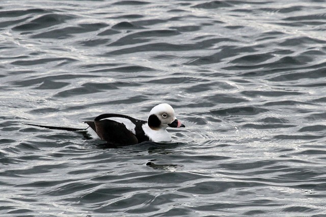 Long-tailed Duck - ML47732141