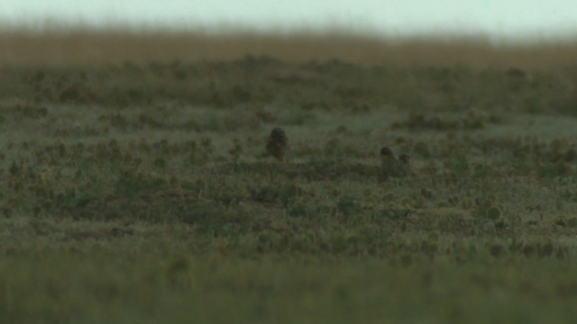Burrowing Owl (Western) - ML477324
