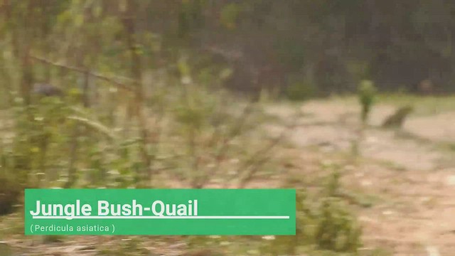 Jungle Bush-Quail - ML477325001