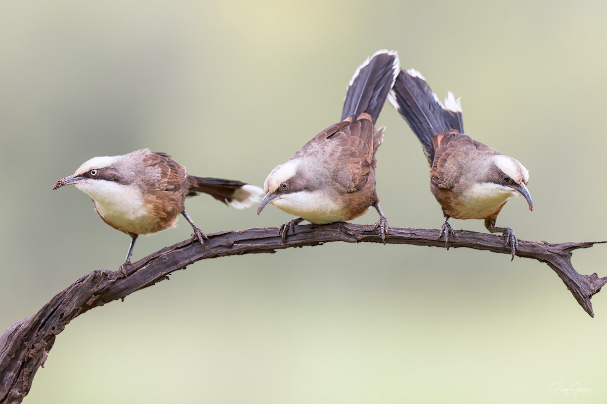 Gray-crowned Babbler - Ricky Goodyear