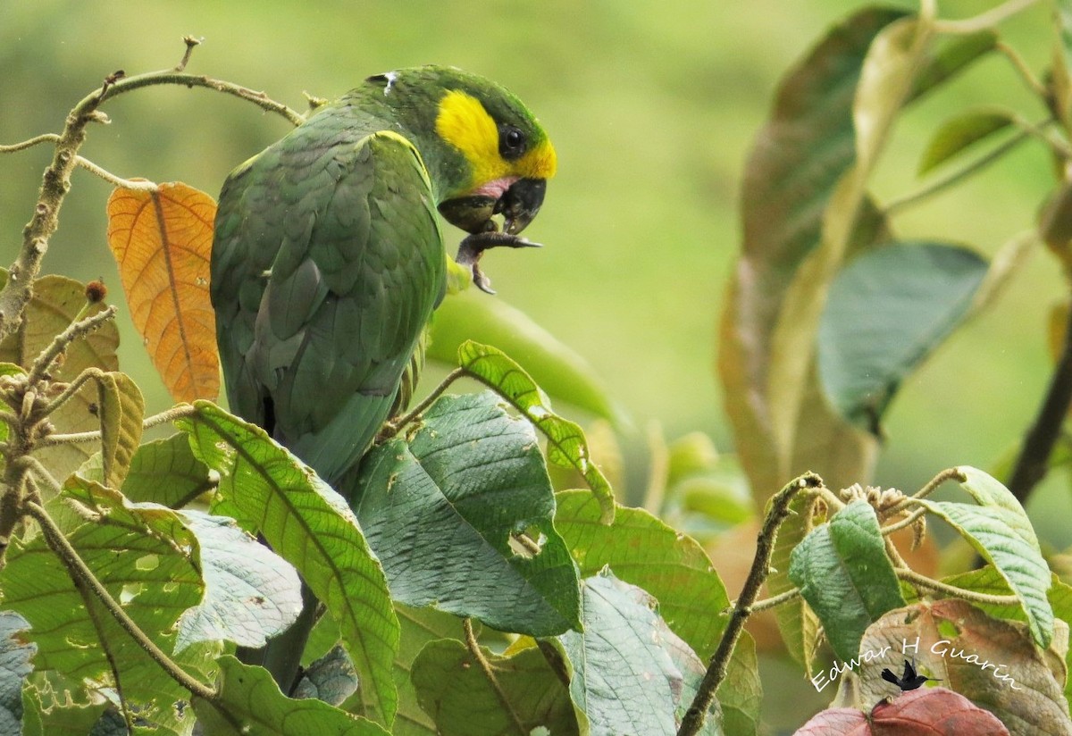 Yellow-eared Parrot - Edwar H. Guarín (@edwarhguarin)