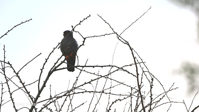 Red-footed Falcon - ML477332701