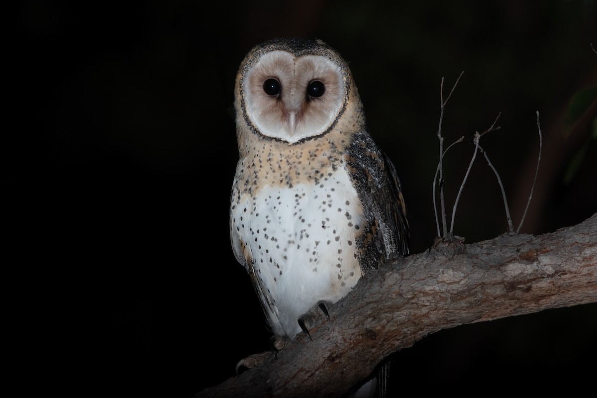 Australian Masked-Owl - Cary Lewis