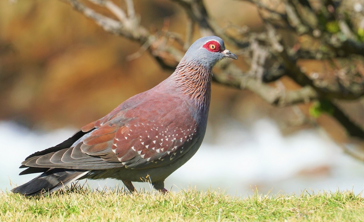 Speckled Pigeon - ML477343361