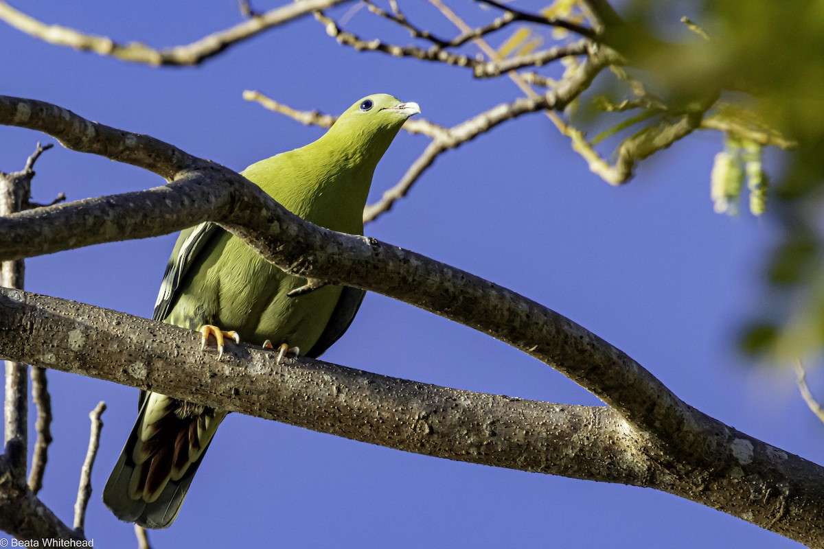 Madagascar Green-Pigeon - Beata Whitehead