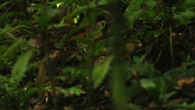 Black-crowned Antpitta - ML477350