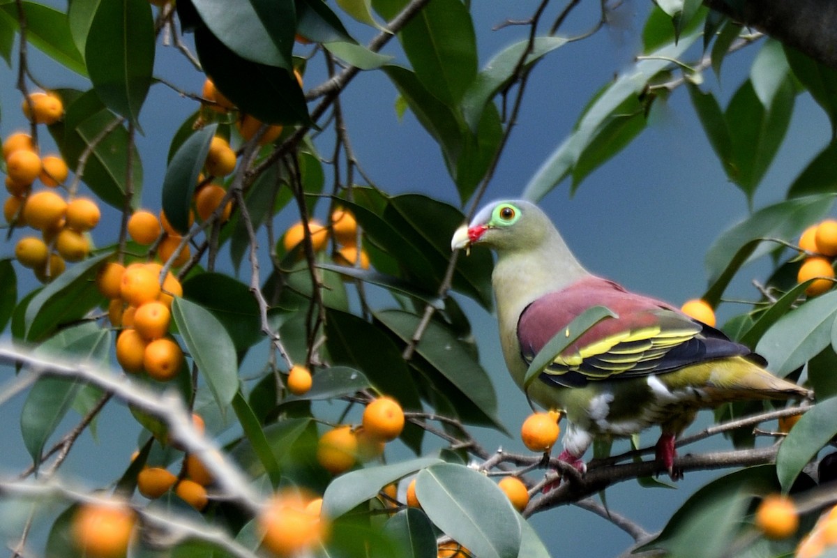 Thick-billed Green-Pigeon - ML477350701