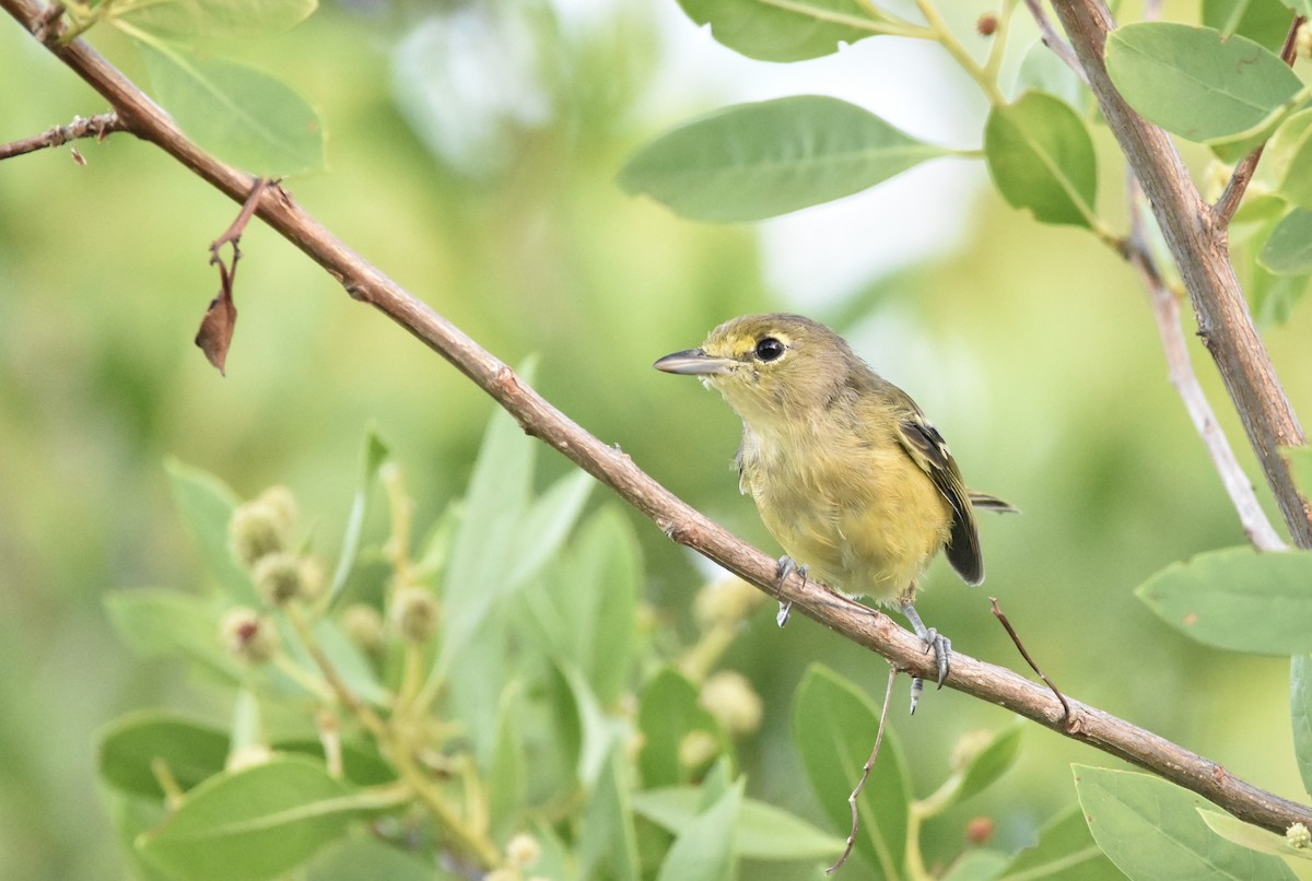 Thick-billed Vireo - Mariah Hryniewich