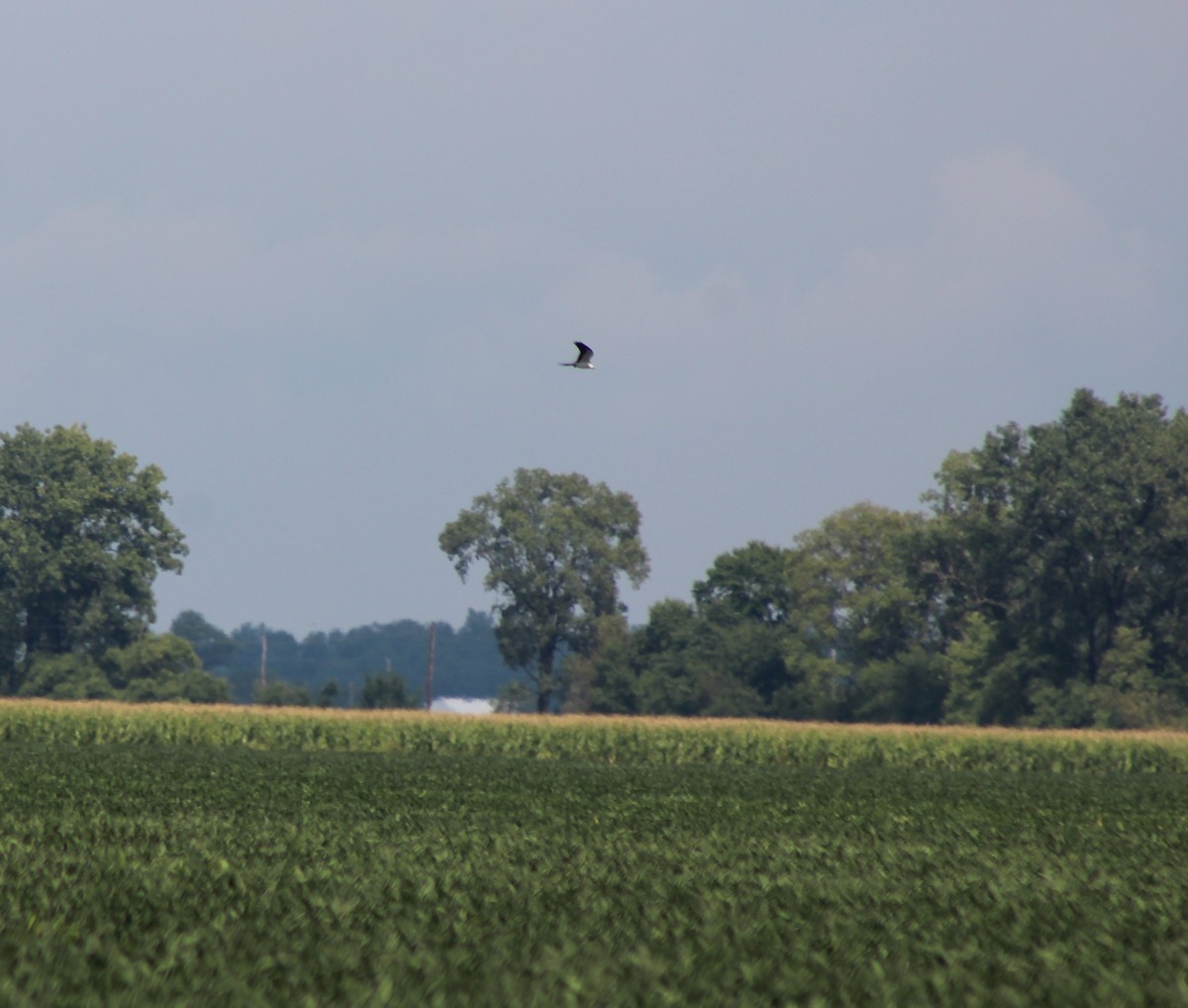 Swallow-tailed Kite - ML477367541
